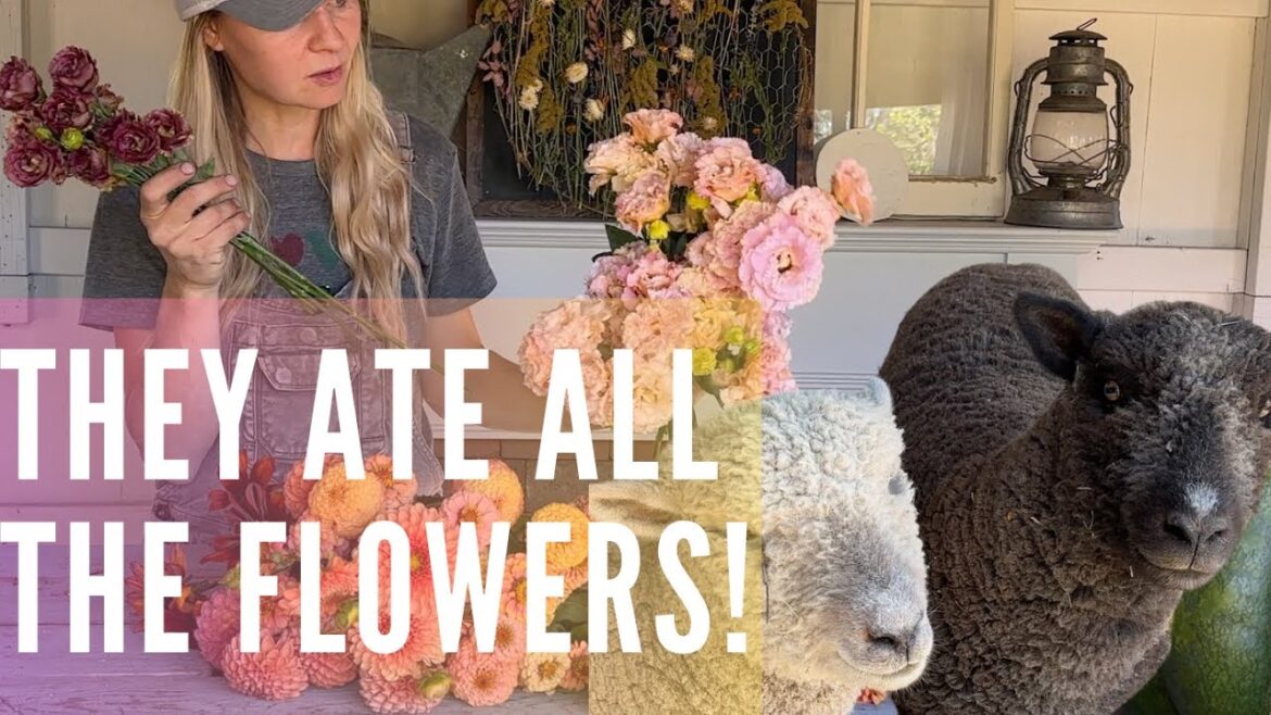 The naughty sheep ate our final flower harvest--and demolition progress on the farmhouse!