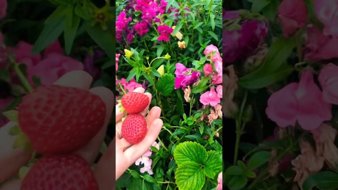 A harvest hiding among the snapdragons!! #homegardening #vegetablegarden #gardening #gardeninglovers