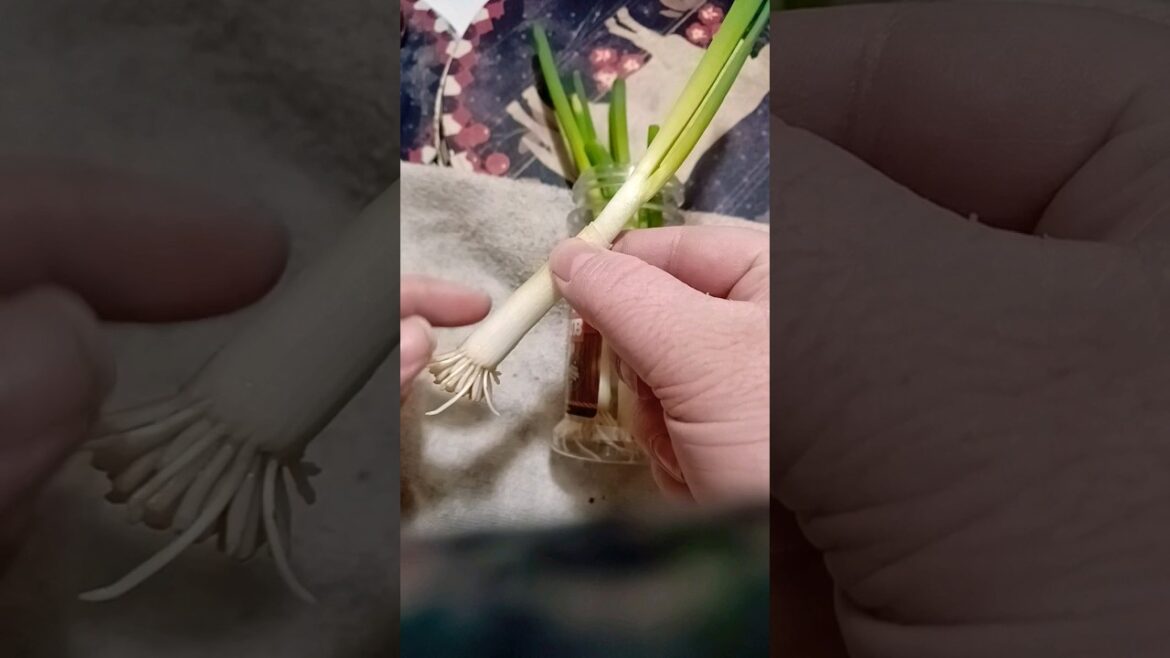 Growing Green Onions Tips Hack #foodhacks #growingfood #gardentips #onions