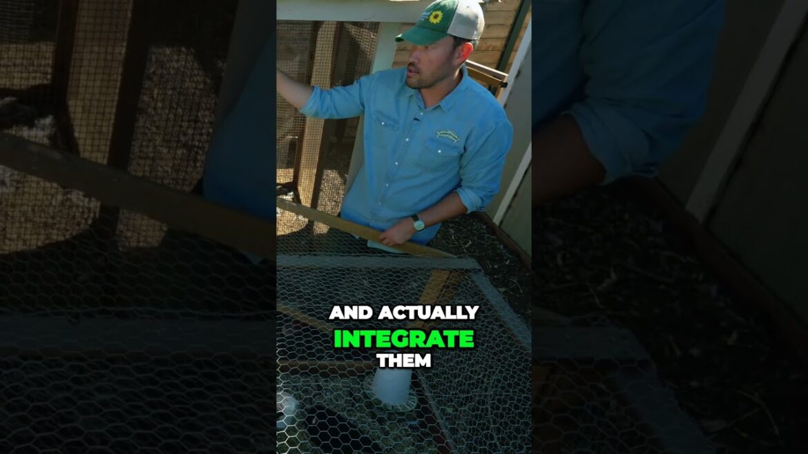 Waking up to chicken chaos Integrating hens and the hilarious antics of Cheddie #garden Waking up to chicken chaos Integrating hens and the hilarious antics of Cheddie #garden