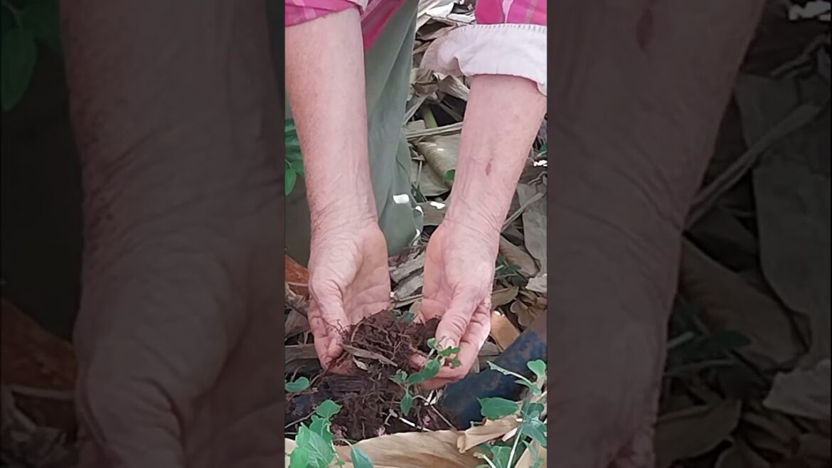 Building healthy soil doesn't need to be so bloody complicated!