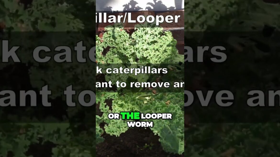 California Gardening: Master Kale Growth & Beat Those Pesty Caterpillars! | #Shorts Master Kale Growth & Beat Those Pesty Caterpillars! | #Shorts