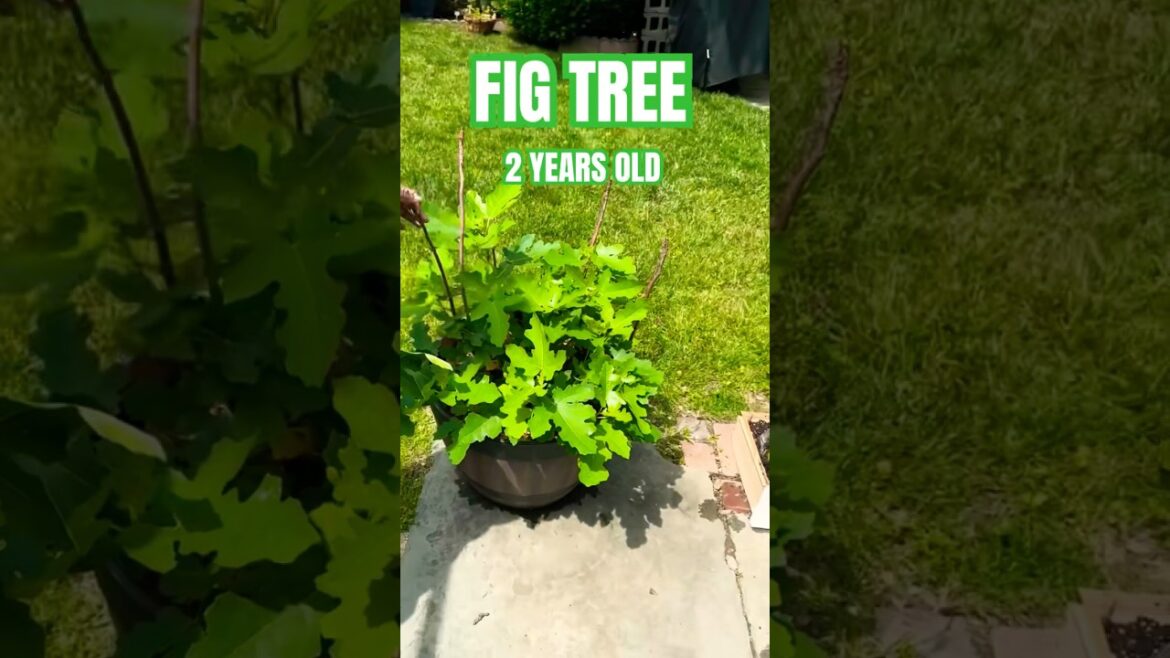2 Year Old FIG TREE In A Pot In My Backyard Garden ! #garden #fruits #diy #highlights #trending