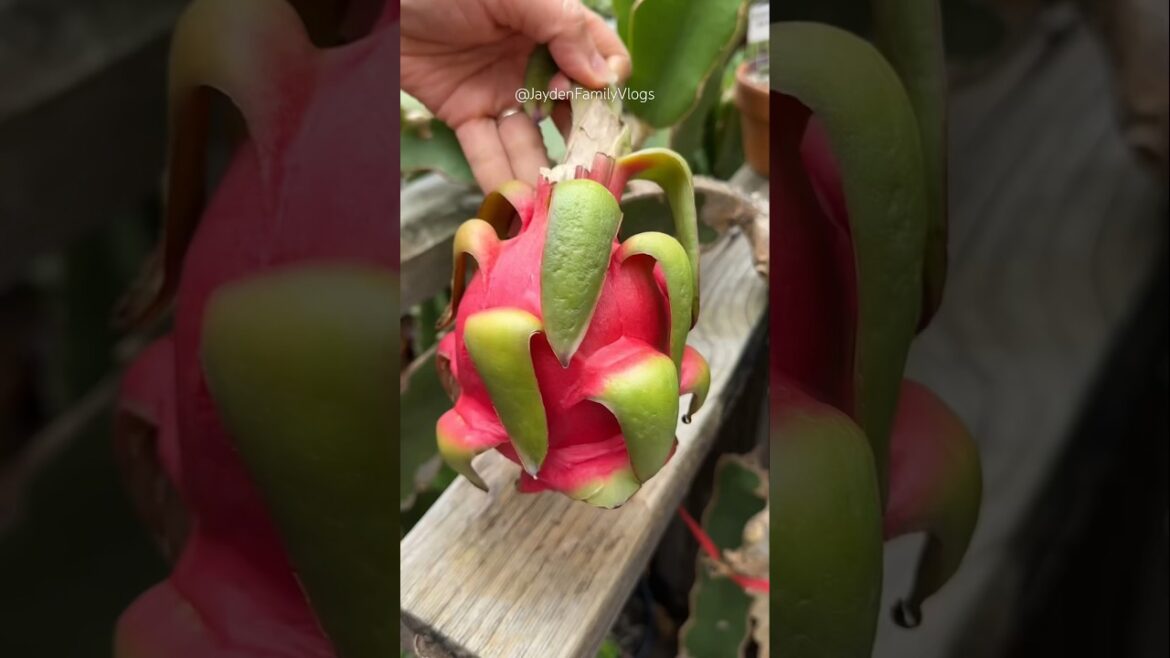 1 Way to cut Dragon Fruit 🍉😍 #shorts #fruit #satisfying #fruitcutting #garden #dragonfruit