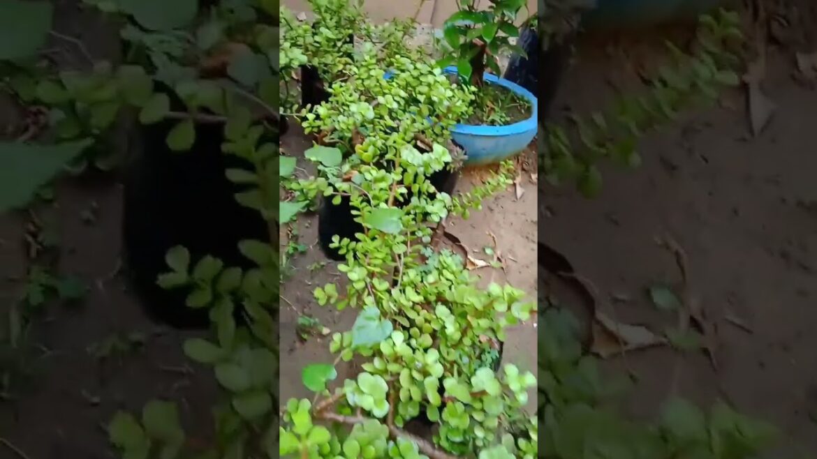 jade plant bonsai garden tips