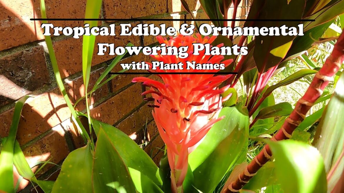 Tropical Edible & Ornamental Flowering Plants | With Plant Names Tropical Edible & Ornamental Flowering Plants | With Plant Names