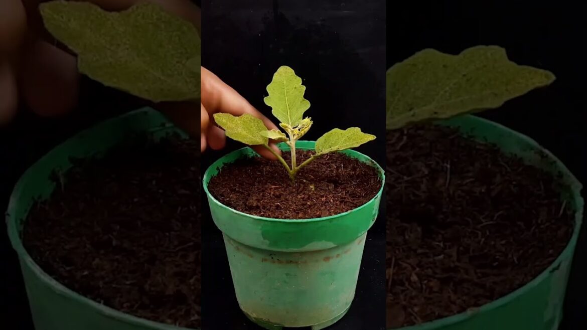 Growing Eggplant At Home | Surprised With How To Grow Eggplant With Banana#shorts  #gardening