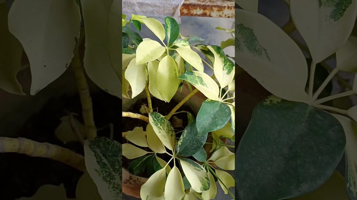 schefflera plant care tips #gardening #aloksgardeningtips #garden #gardeningideas #aloksvlog #plant