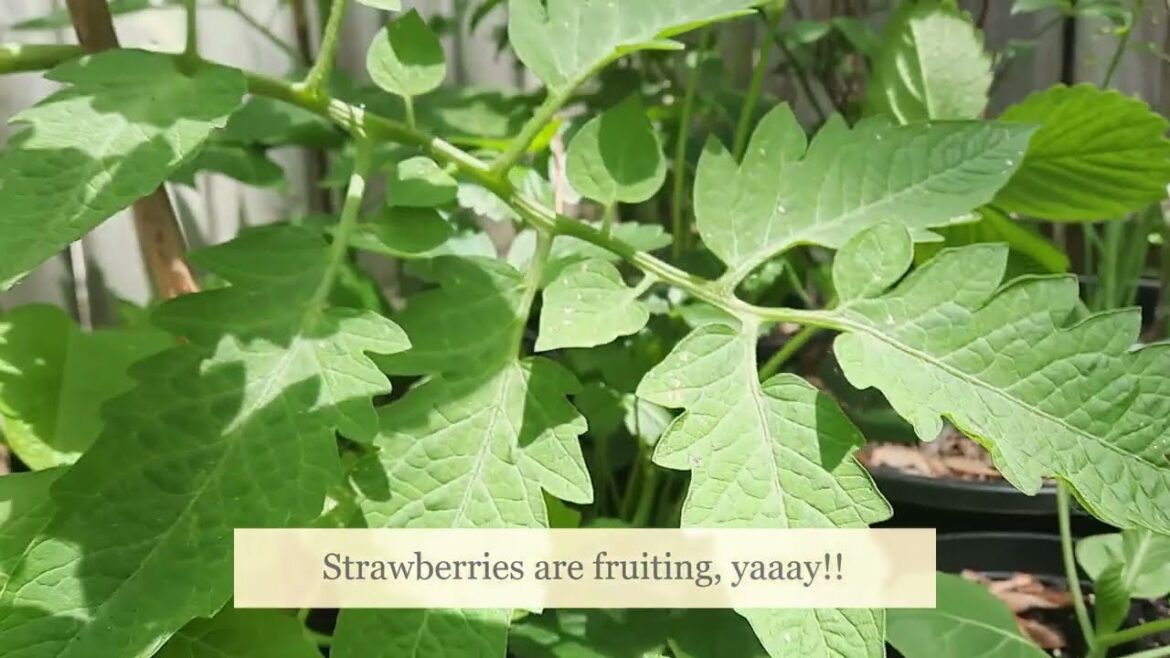 Container Garden 2 Week Update