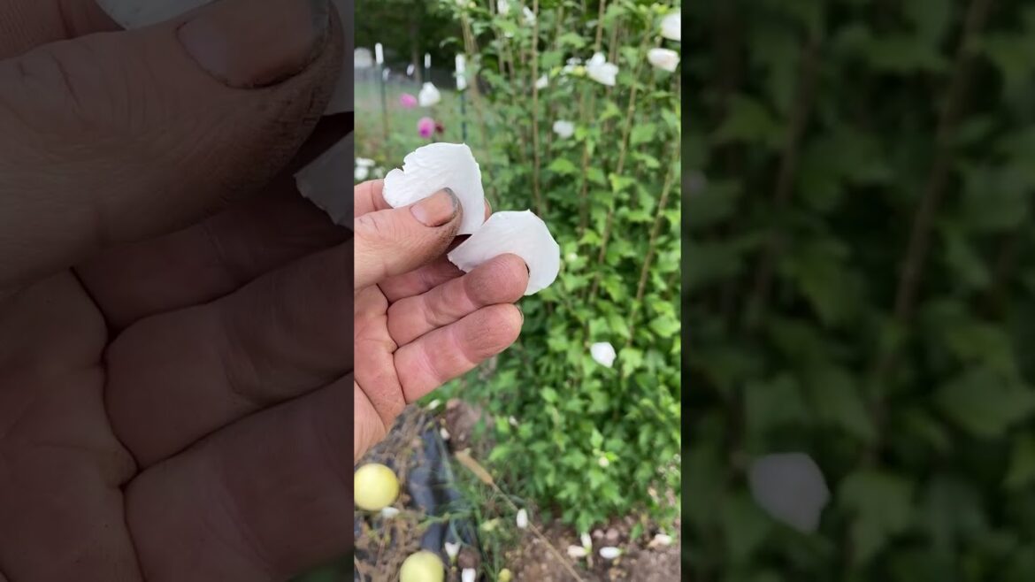 Edible Rose of Sharon: A beautiful bush with flowers you can eat