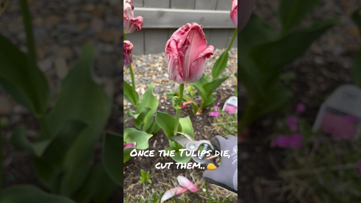 Gardening tips: what to do when Tulips die?