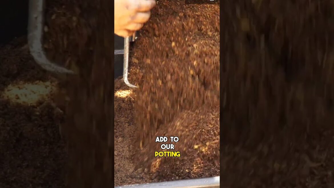 DIY: Create an Affordable Potting Mix at Home! | #Shorts