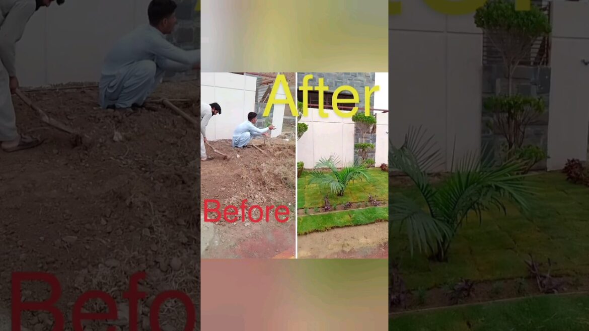 Lawn Transformation with Korean grass | Bonsai tree