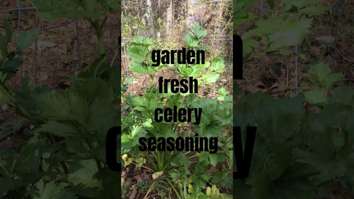garden fresh celery seasoning
