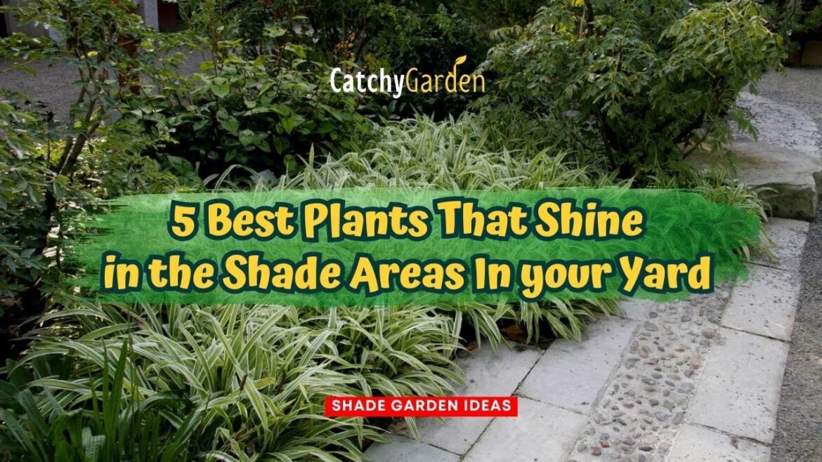 5 Best Plants That Shine in the Shade Areas In your Yard 🌱🌺☘️ // Gardening Ideas