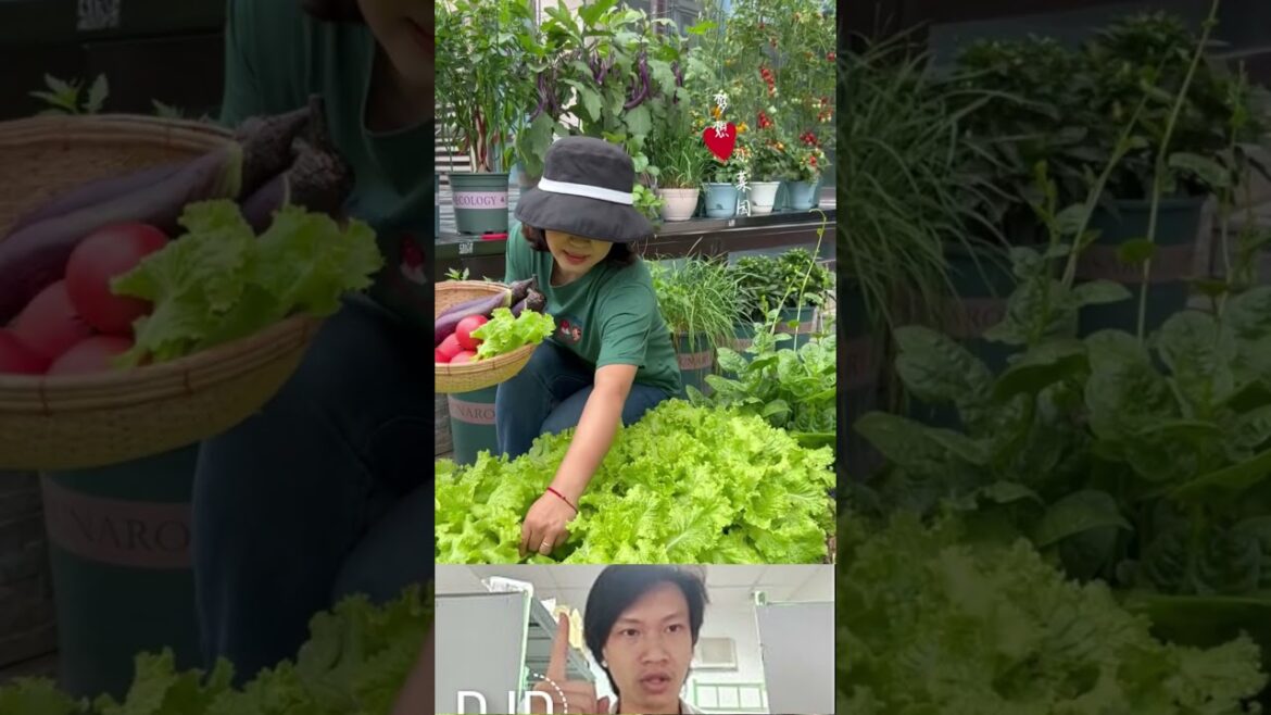 How to grow vegetables at home #vegetablegardening #gadget #veggrowing #vegetableplanting