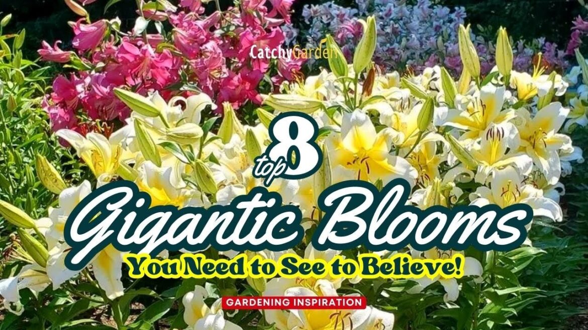 8 Gigantic Blooms You Need to See to Believe! π»πΊπ³ // Gardening Ideas 8 Gigantic Blooms You Need to See to Believe! π»πΊπ³ // Gardening Ideas