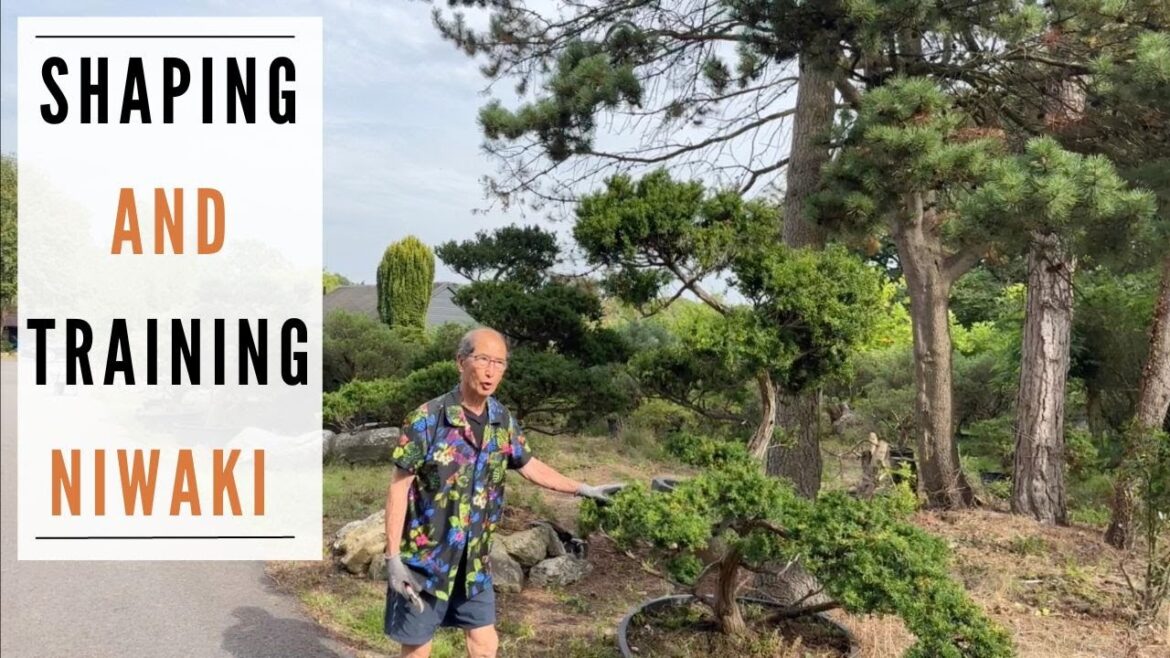 Shaping & Training Niwaki