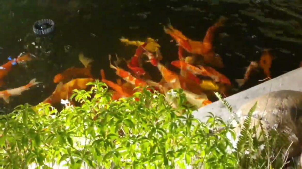 Greenhouse Gardening: Year-Round Clean Garden Beauty