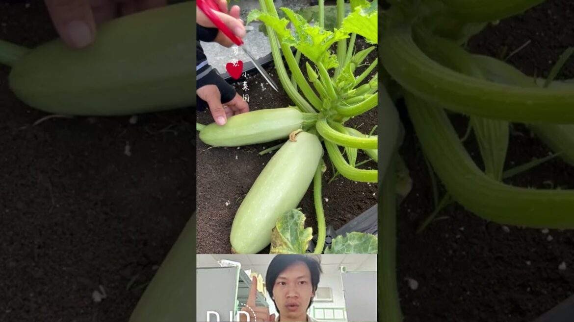How to grow vegetables at home #vegetablegardening #gadget #veggrowing #vegetableplanting