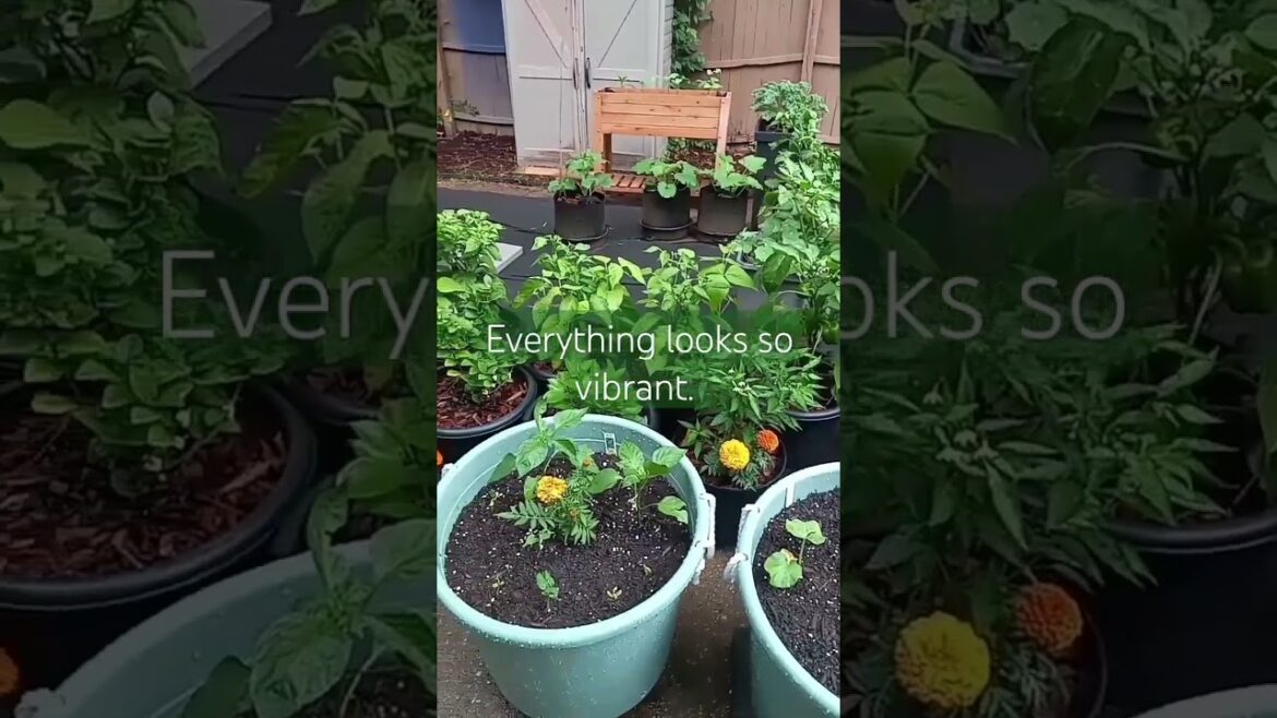 After The Rain | Small Space Garden | Container Gardening