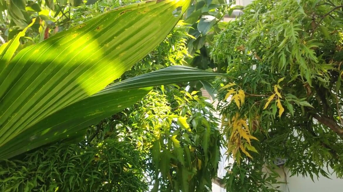 Indoor Gardening for Clean Spaces: Bringing Nature Inside