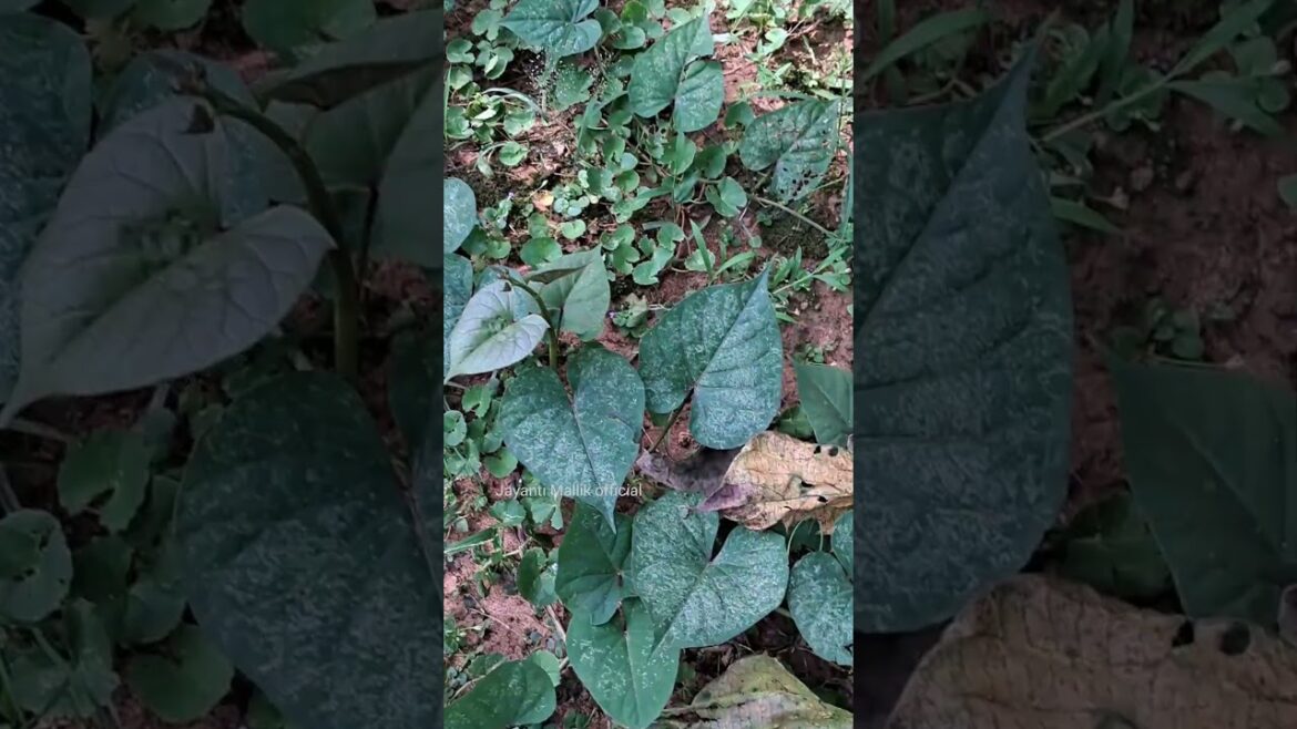 mygarden sweet potato plant#youtubeshort #gardening#ytshorts