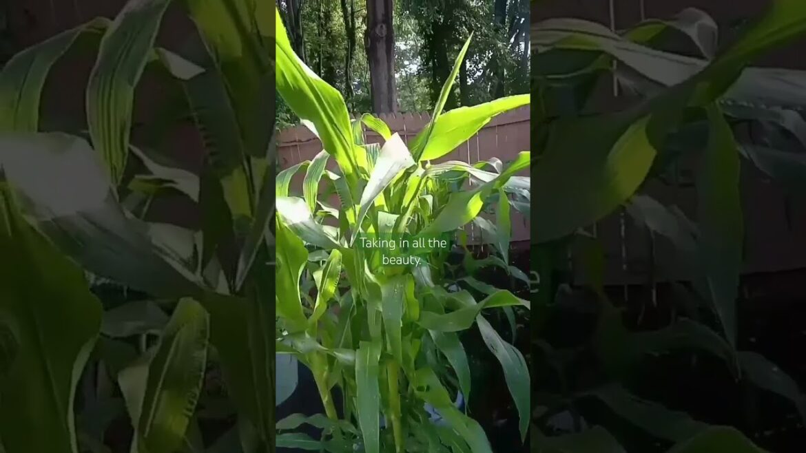 All The Glory | Self Care in the Garden Walk through | Container Garden | Small Space Gardening