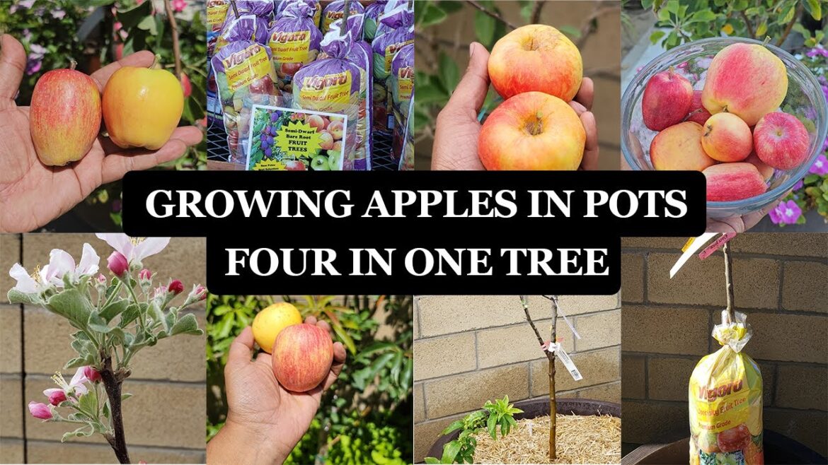 Growing Apples: Unveiling the Magic of 4-In-1 Grafted Apple Trees!