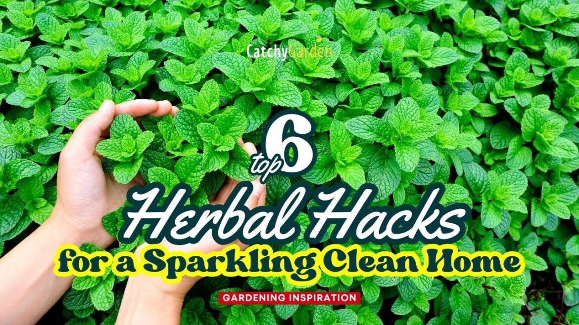 Top 6 Herbal Hacks for a Sparkling Clean Home 🌱🦟️☘️ // Gardening Ideas