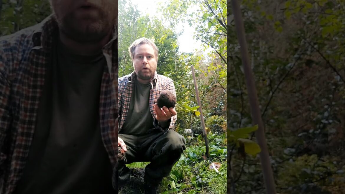 Growing Potatoes for Survival: Beginner's Guide to Gardening