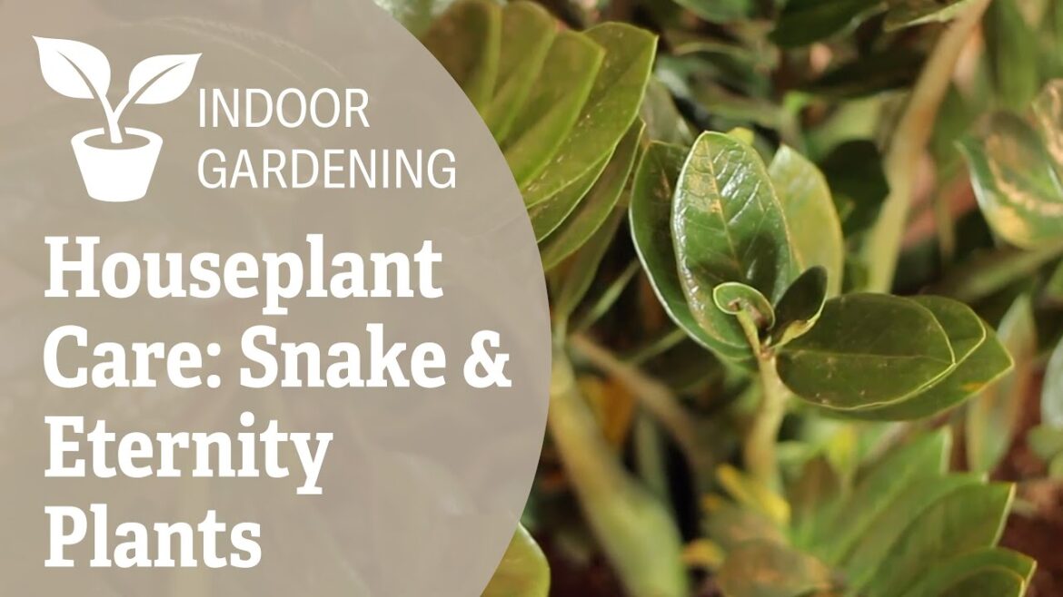 Houseplant Care: Snake & Eternity Plants Houseplant Care: Snake & Eternity Plants