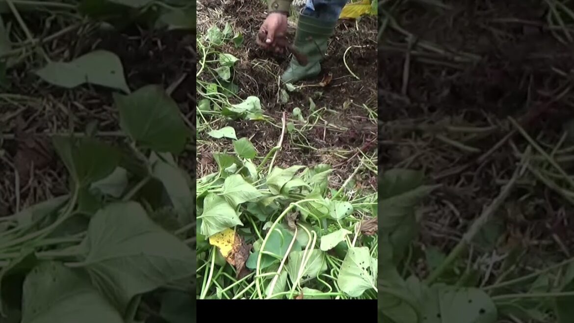 Fun facts about sweet potatoes #garden #gardeningtips #sweetpotatoes
