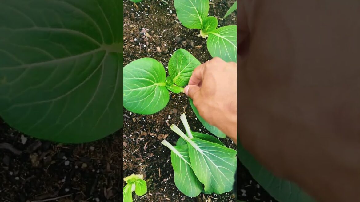 Fall gardening tips for beginners ! #garden #viral #gardening