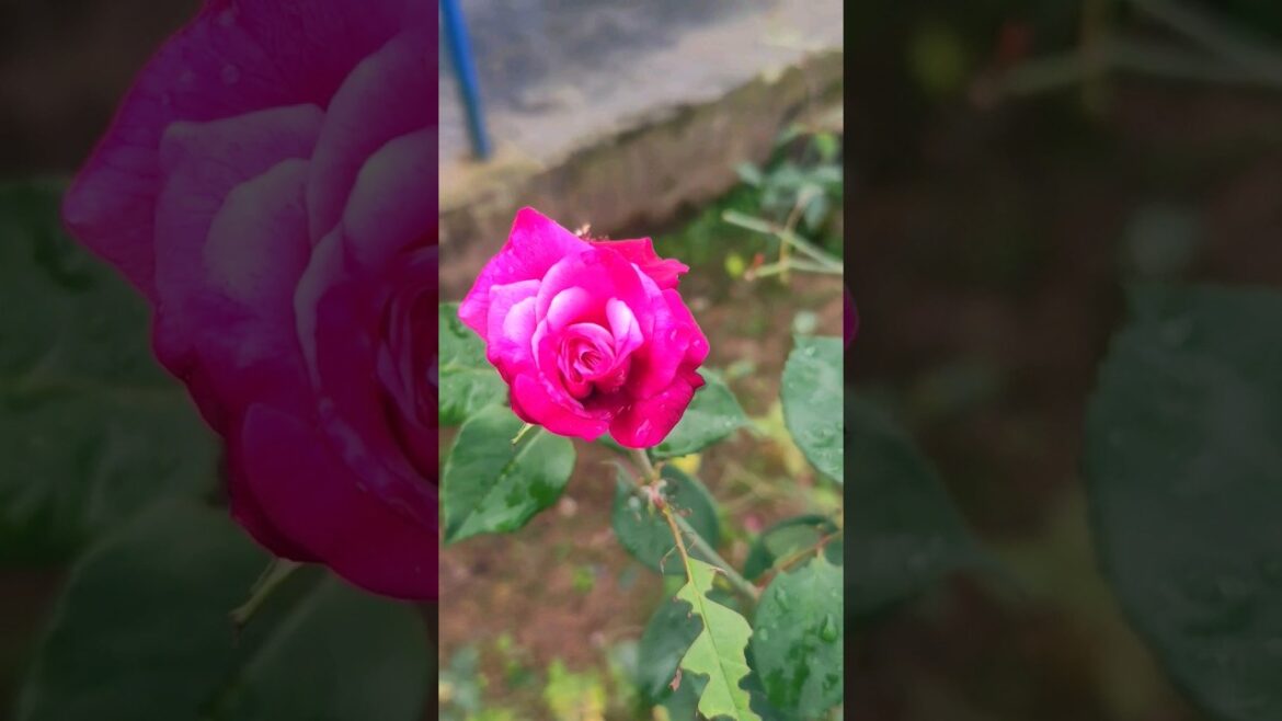 Beautiful Roses #roses #gardening #flowers