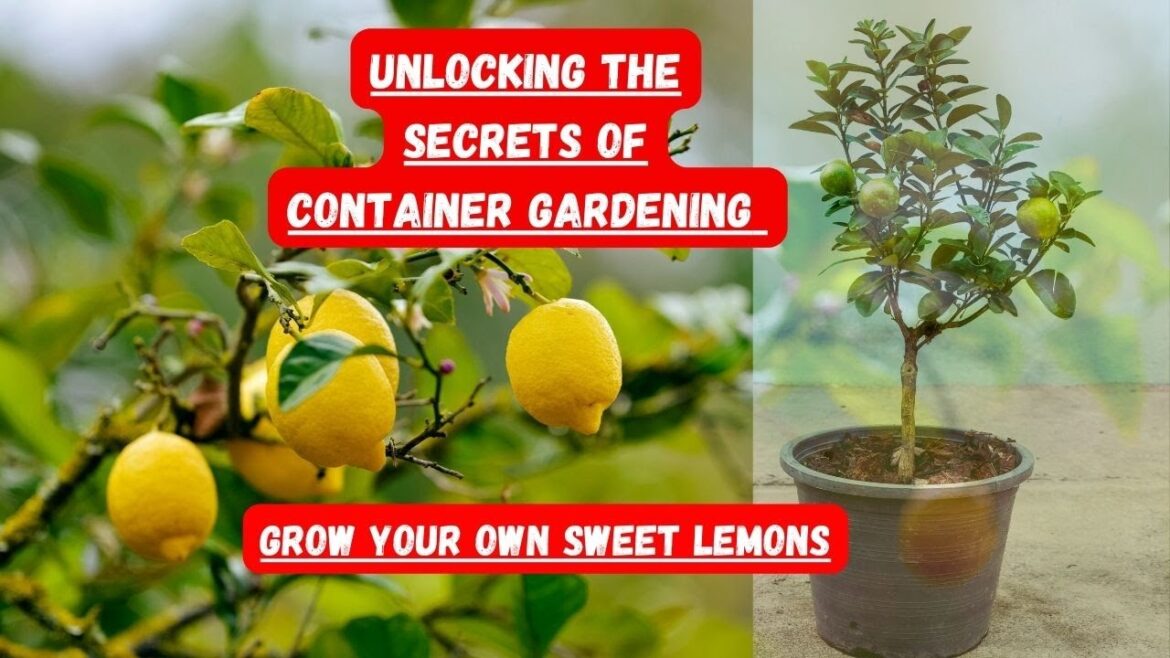 Unlocking the Secrets of Container Gardening-Grow Your Own Sweet Lemons! ππΏ #lemon #gardening Unlocking the Secrets of Container Gardening-Grow Your Own Sweet Lemons! ππΏ #lemon #gardening
