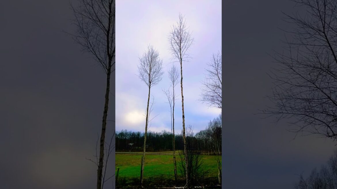 #Betula pubescens #skirtlifting. #downybirch #tree #shorts #garden #gardening #Betula pubescens #skirtlifting. #downybirch #tree #shorts #garden #gardening