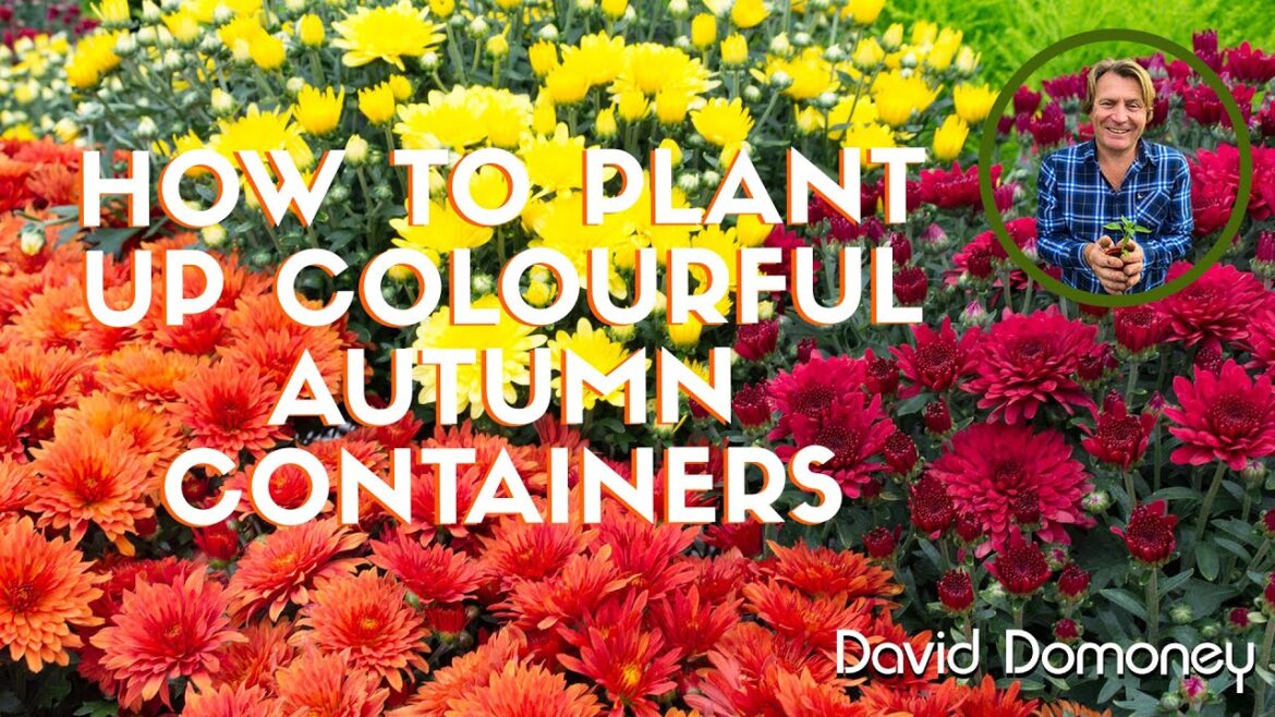 David Domoney: How to plant a colourful autumn container David Domoney: How to plant a colourful autumn container