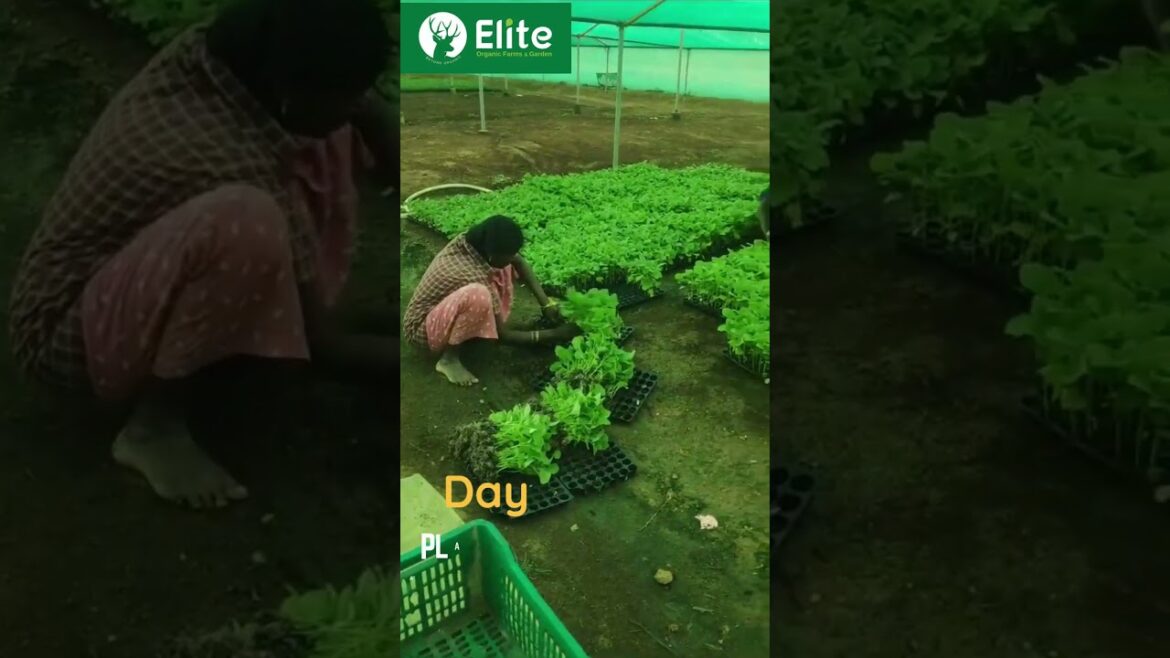 Day 14 – Planning To Grow Various Vegetables – Elite Organic Farms & Garden #tirunelveli Day 14 - Planning To Grow Various Vegetables - Elite Organic Farms & Garden #tirunelveli