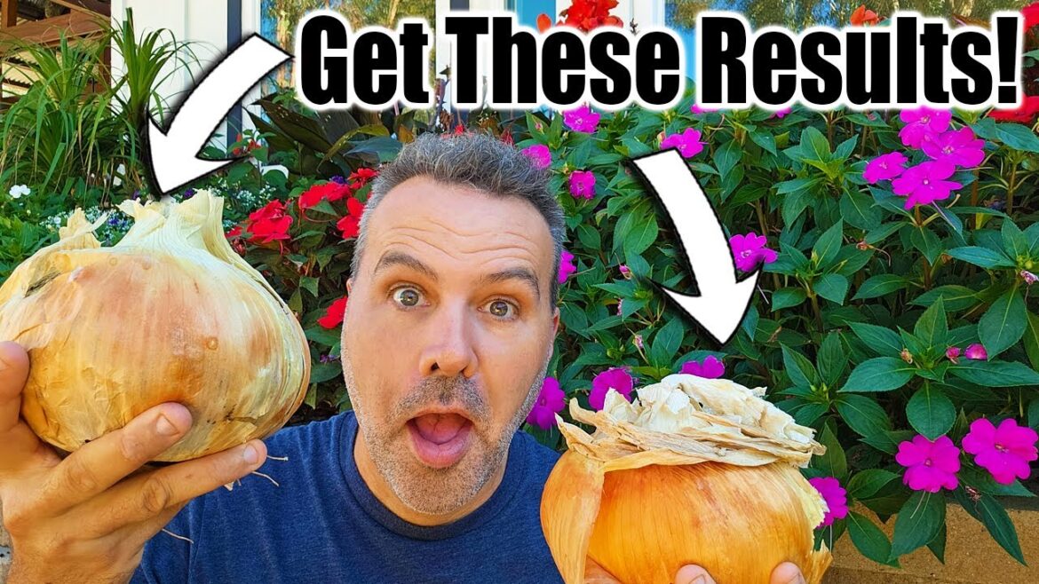 California Garden TV: How to Grow Onions in Containers & Raised Beds How to Grow Onions in Containers & Raised Beds