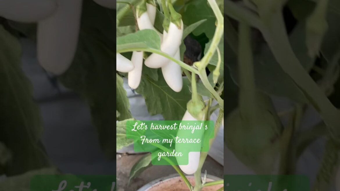 Harvesting brinjals, eggplants, बैंगन ! The magical fruit! #gardening #terracegardening #shorts Harvesting brinjals, eggplants, बैंगन ! The magical fruit! #gardening #terracegardening #shorts