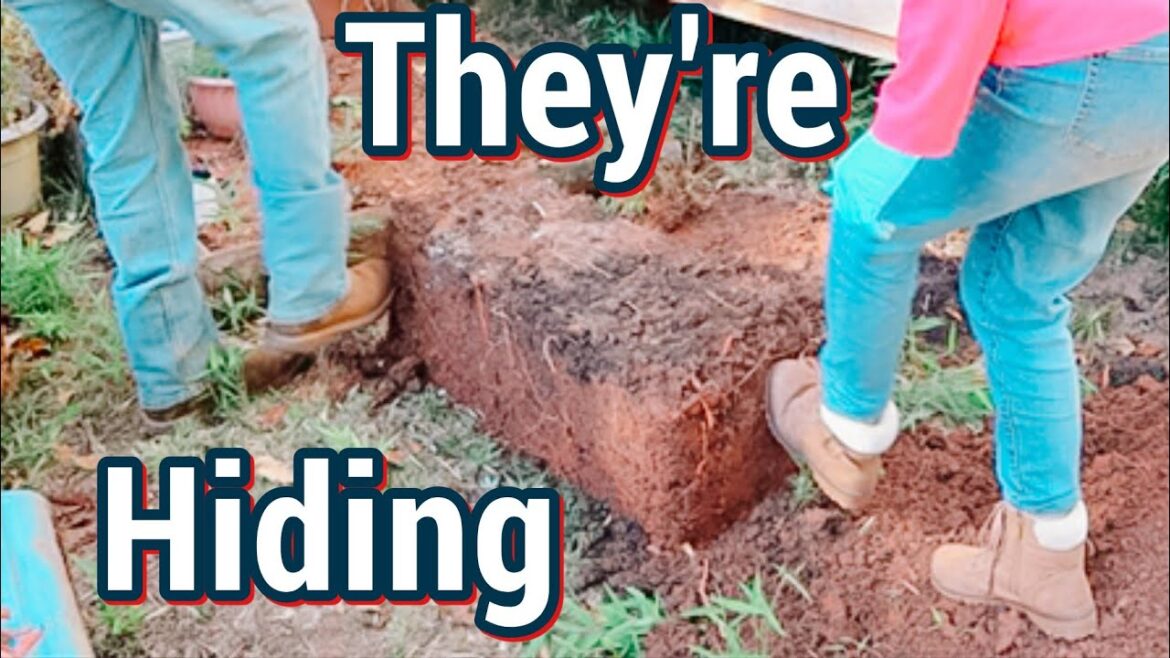 Sweet Potato Container Gardening | What Not To Do Sweet Potato Container Gardening | What Not To Do