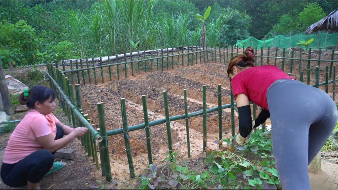 Vegetable gardening and growing winter vegetables, After 3 months of building the farm