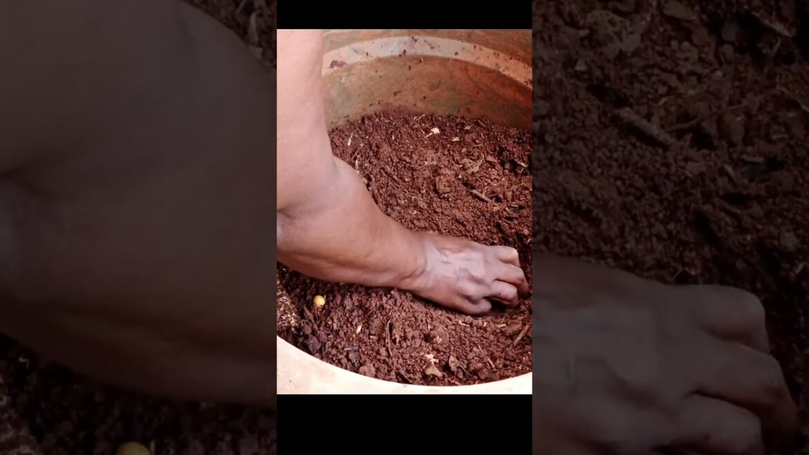 How to Plant Potatoes at Home in a Pot#gardening #shorts