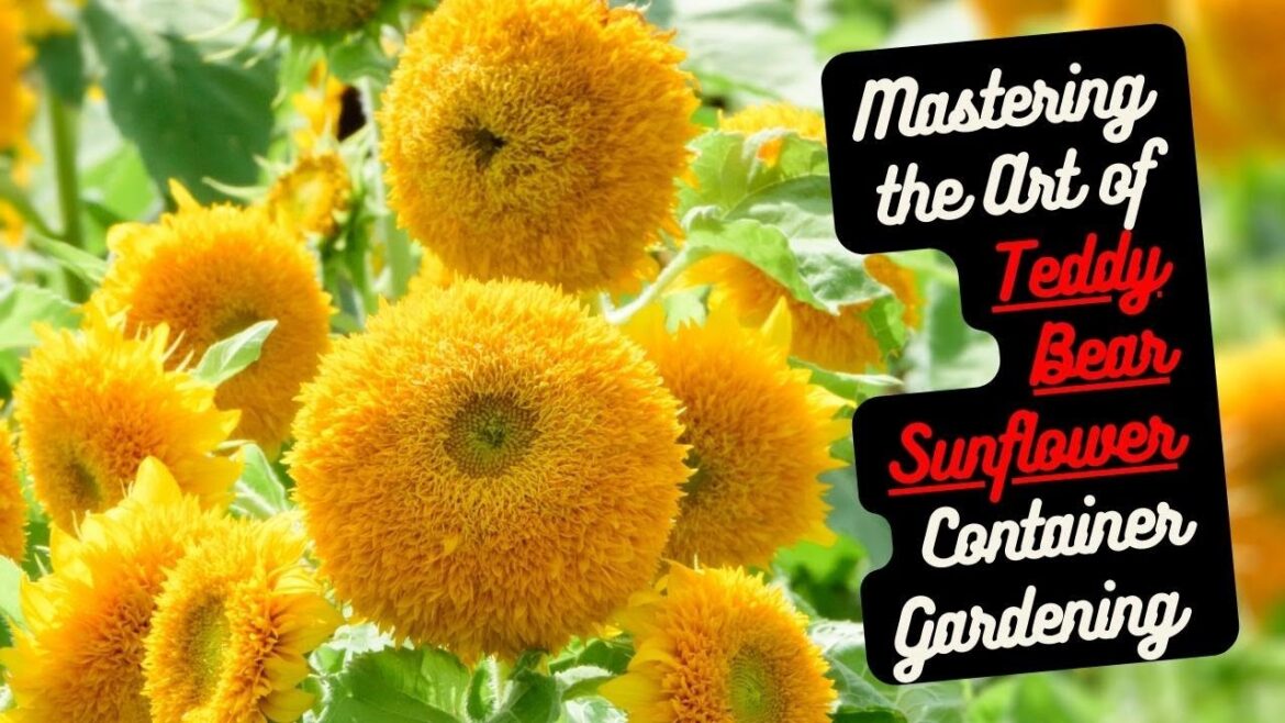 Mastering the Art of Teddy Bear Sunflower Container Gardening 🌞🌻#sunflower #gardening #youtubevideo