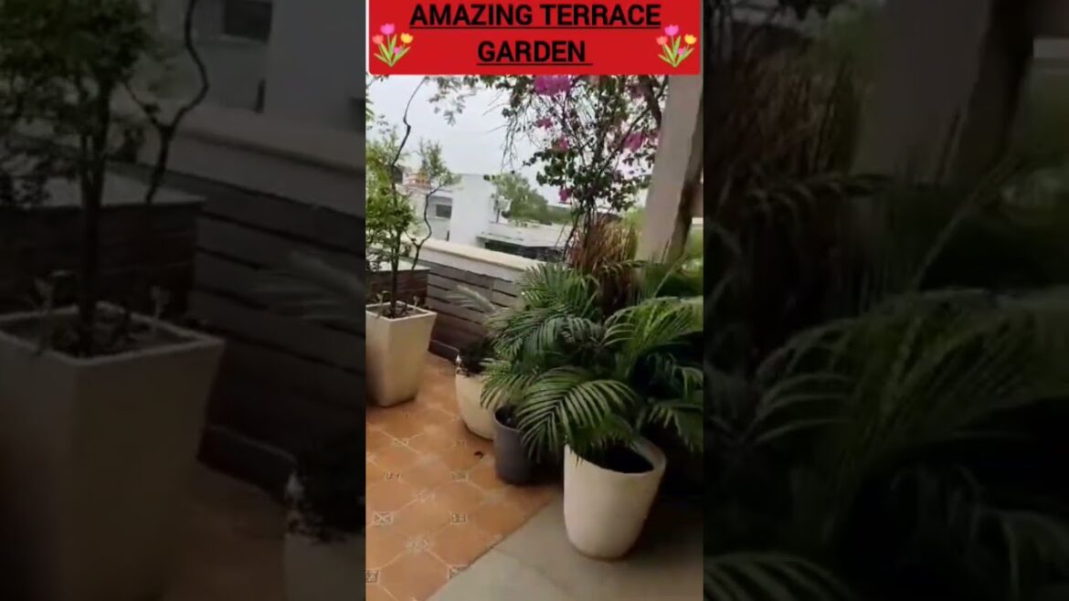 AMAZING TERRACE GARDEN I TERRACE DESIGN I TERRACE DECOR I TERRACE GARDENING