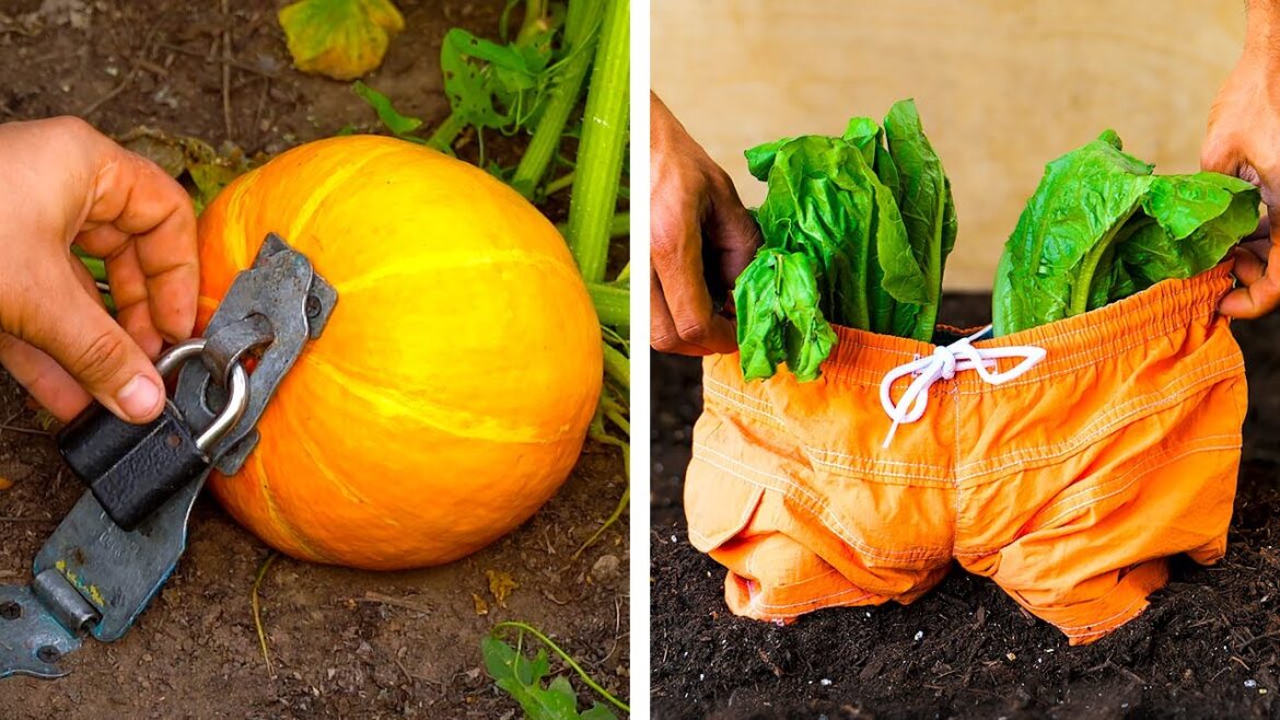 Genius Gardening Tips And Plant Growing Hacks