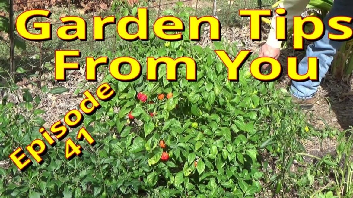 Garden Tips From Around The World, Episode 41 10-21-2023