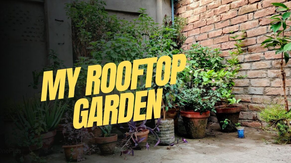 Rooftop Terrace Garden Transformation | Terrace Makeover | DIY Ideas | Small garden design.