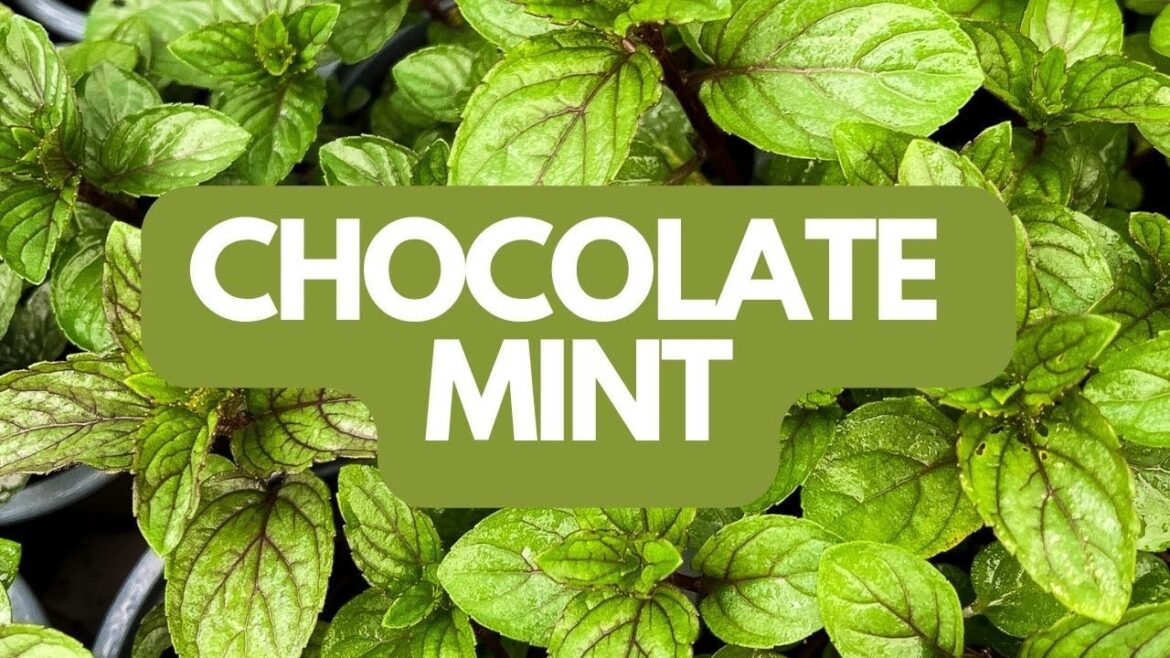 Discover Growing Chocolate Mint Herb Plant :Herb, Allotment and Vegetable Gardening For Beginners UK